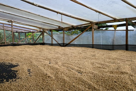Colombia DECAF at origin