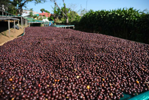 Costa Rica Don Sabino Micromill at origin
