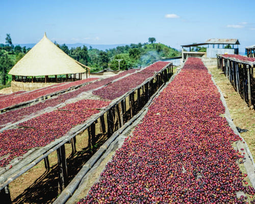 Ethiopia Kanyon Mountain Organic at origin