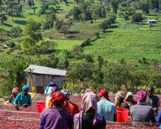 Ethiopia Kanyon Mountain Organic at origin