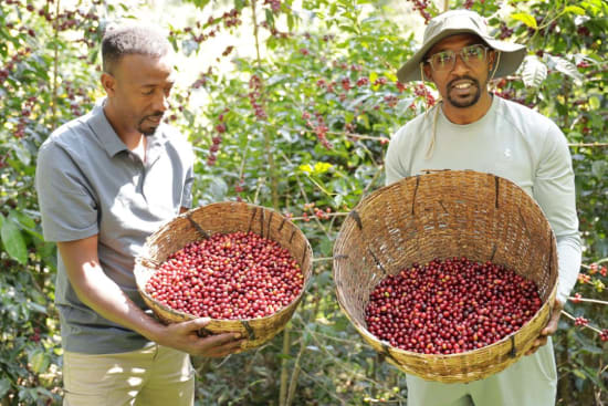 Ethiopia Kanyon Mountain Organic at origin