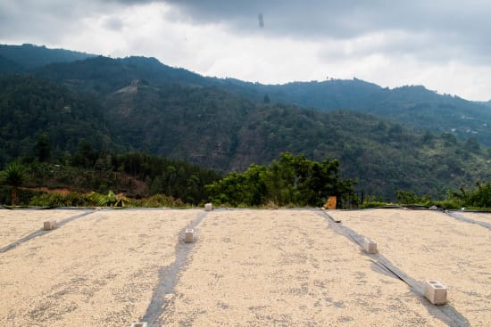 Guatemala Women CODECH FTO at origin